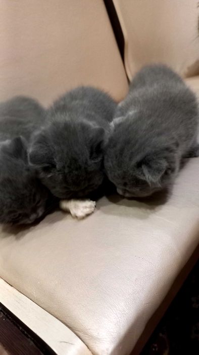 Британські кошенята