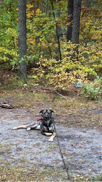 Aro radosny dwulatek wciąż czeka na dom