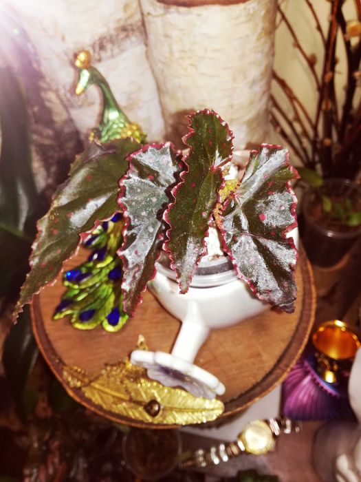 Begonia DarthVaderiana x Amphioxus UNIKAT ! wielka rzadkość roślina kolekcjonerska nie monstera
