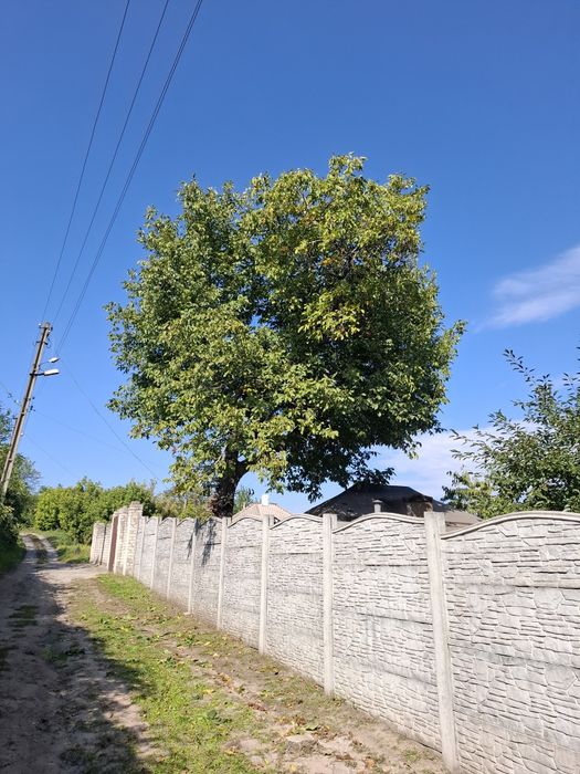 Дерево,орех,бесплатно, отдам даром
