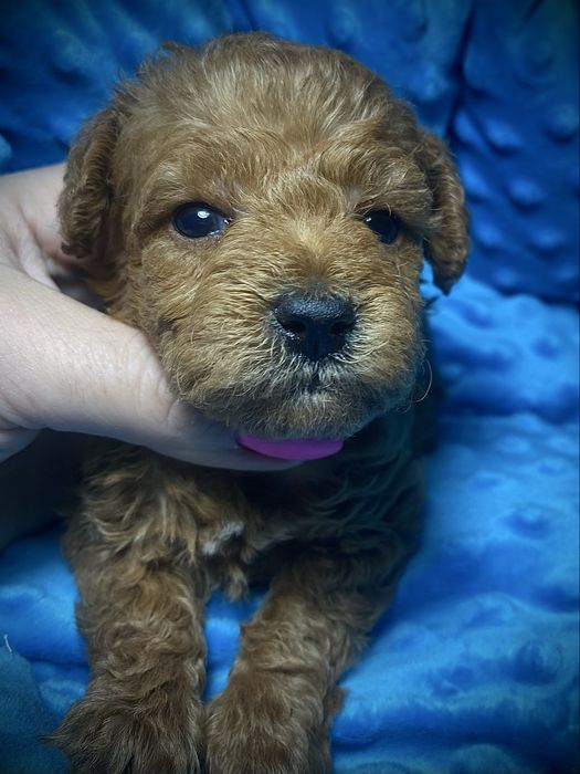 Мальтипу разных окрасов