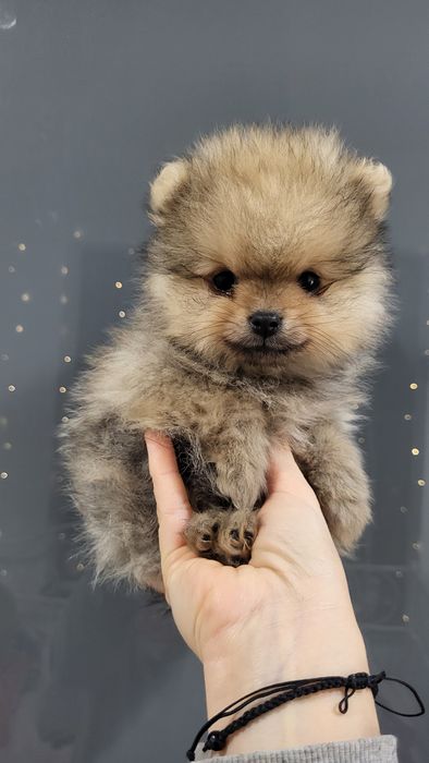 Pomeranian boo ,szpic miniaturowy,  600gr