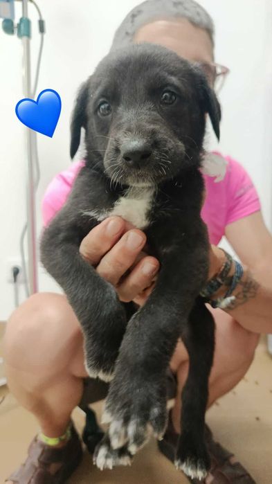 Cães para adoção