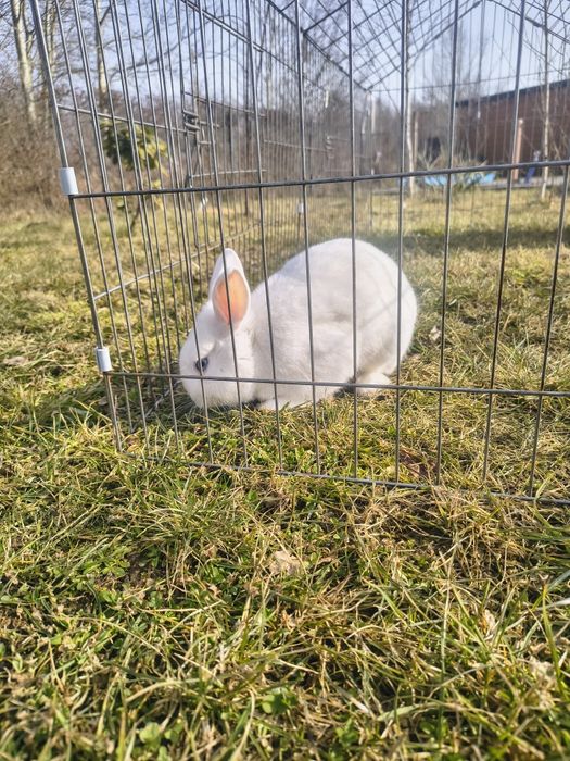 Królik  biały puszysty
