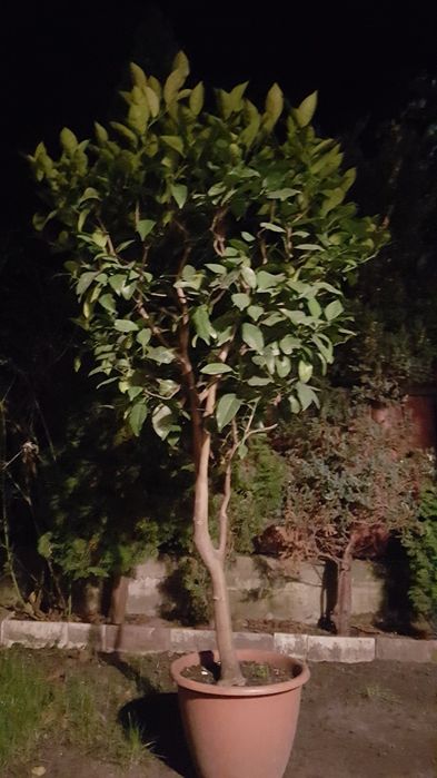 Лимон кімнатний для офісу