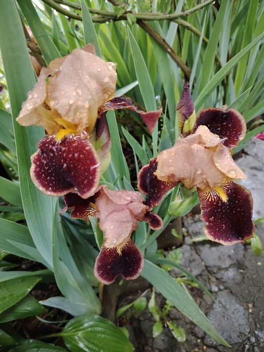 Продам Іриси сортові великі