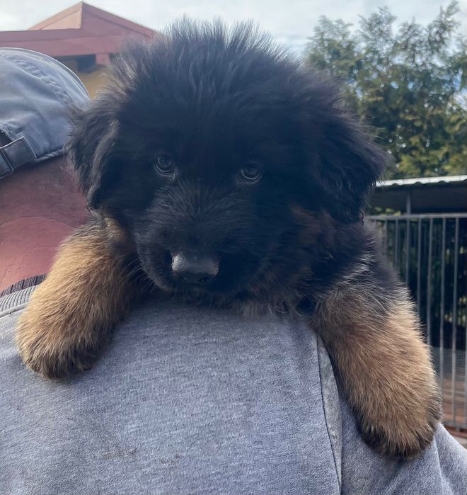 Szczeniak owczarek niemiecki