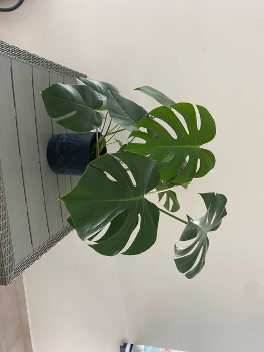 Stól plus krzesła ogrodowe