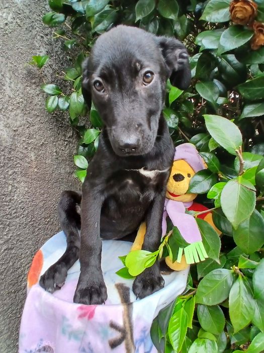 Zoey para adoção muito responsável