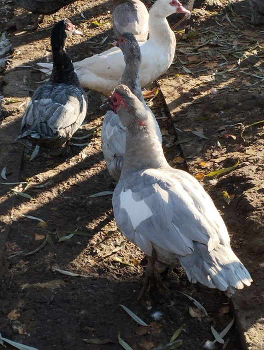 Продам мускусні качки німецька лінія (Лаванда) сім'я (1 + 2)