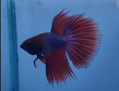 акваріумні рибки півники