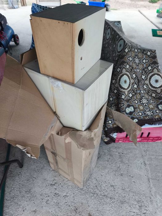 Ninhos novos de piriquitos ingleses