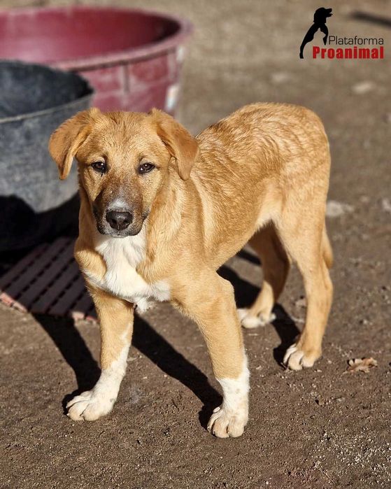 RALFA - Cadelinha jovem para Adoção