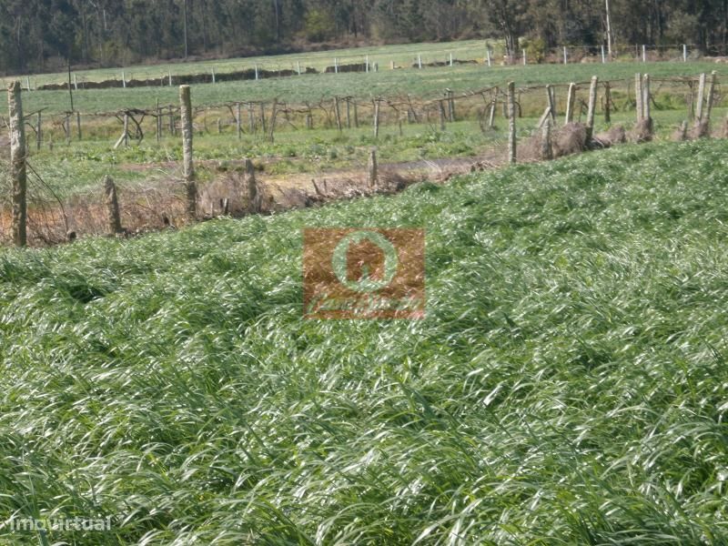 Agricultural Land with 2805 m² in Rates, Póvoa de Varzim