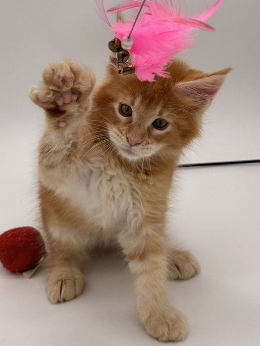 Мейн кун котенок мальчик