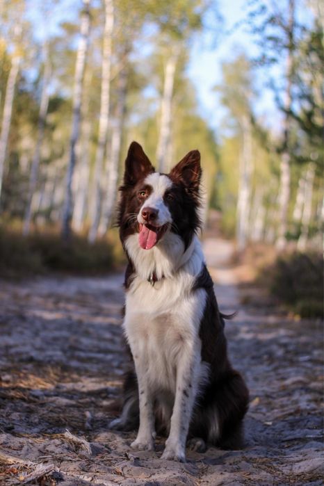 Border Collie szczeniak czekoladowy do ODBIORU! UNIKAT!