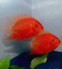 GB Pielęgnica Severum RED