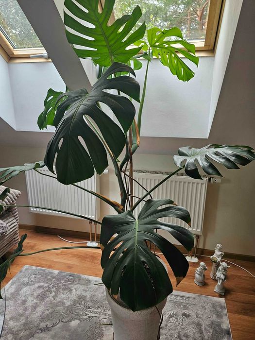Kwiat Monstera Duża
