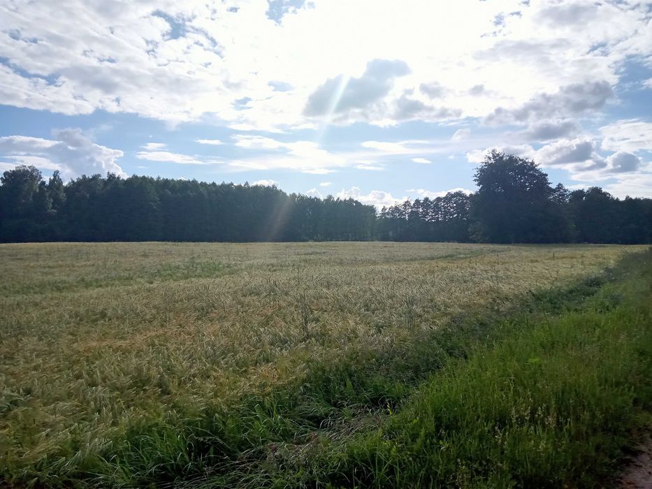 Sprzedam! Działka rolna 4,30 ha w Kątach