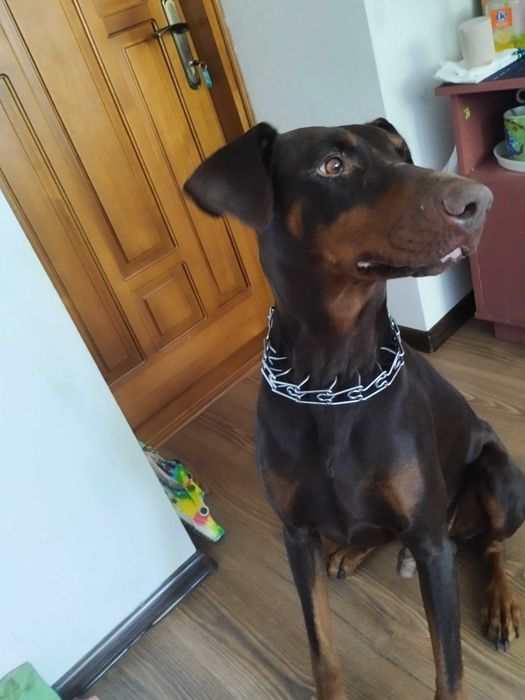 Доберман СУПЕР МЕН шукає собі нєвєху