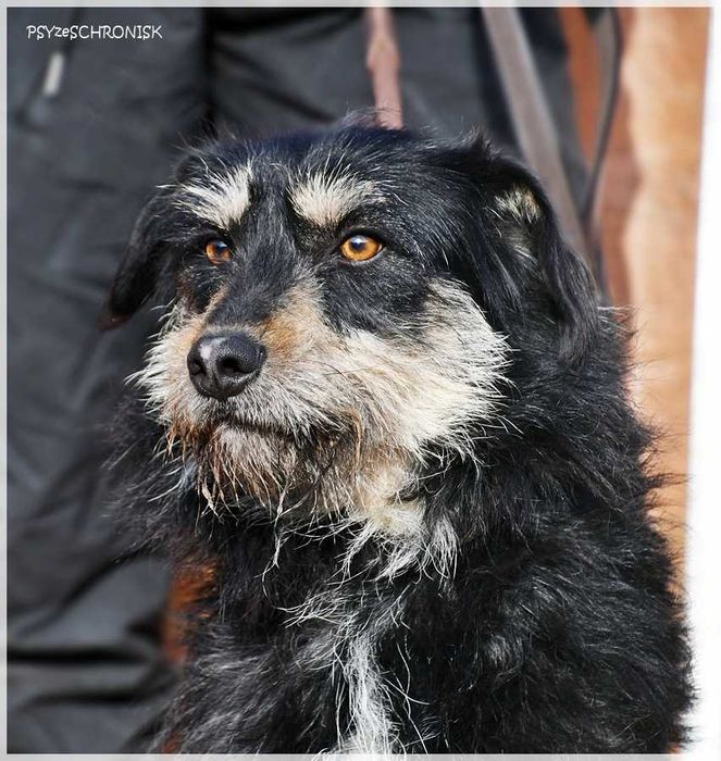 Rumcajs – radosny psiak szuka równie aktywnej rodziny