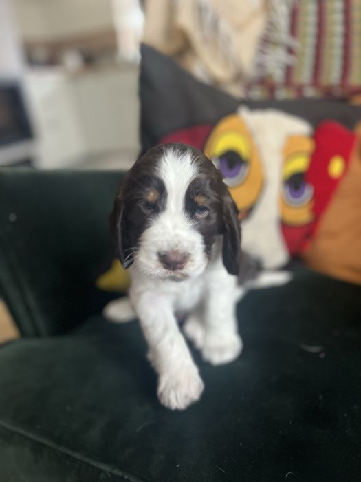 Fart Springer Spaniel Angielski