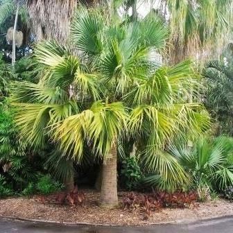 Palmeira Sabal domingensis