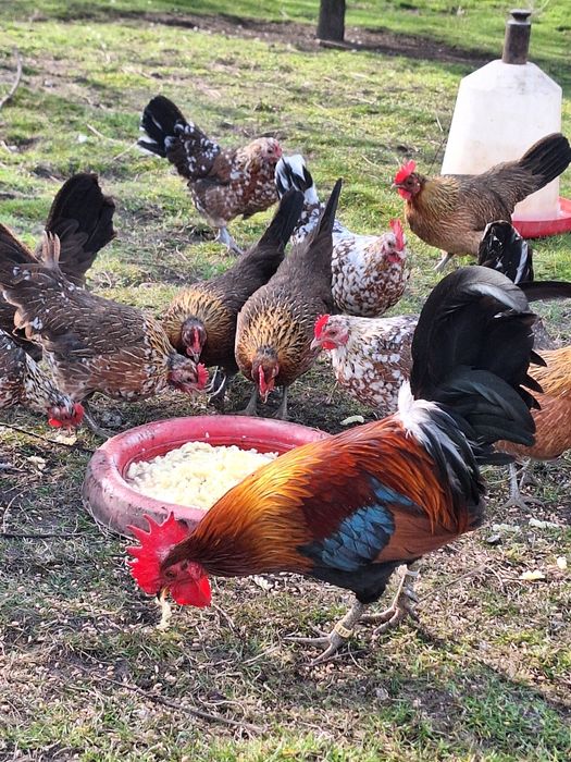 Karzełek Polski liliputy jaja kury kurczaki