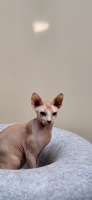 Sfinks kocurek BATMAN