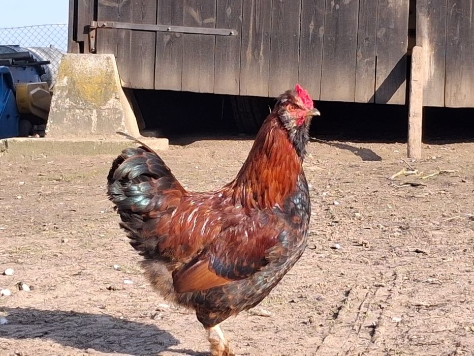 Sprzedam młode koguty