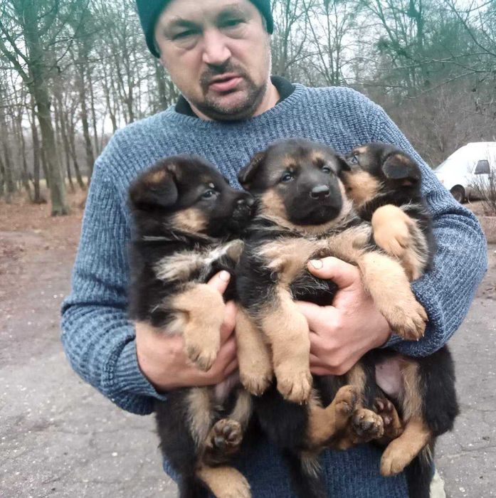 Щенки немецкой овчарки