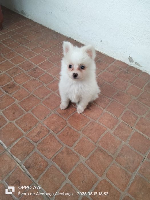 Spitz alemão ( macho) lulu