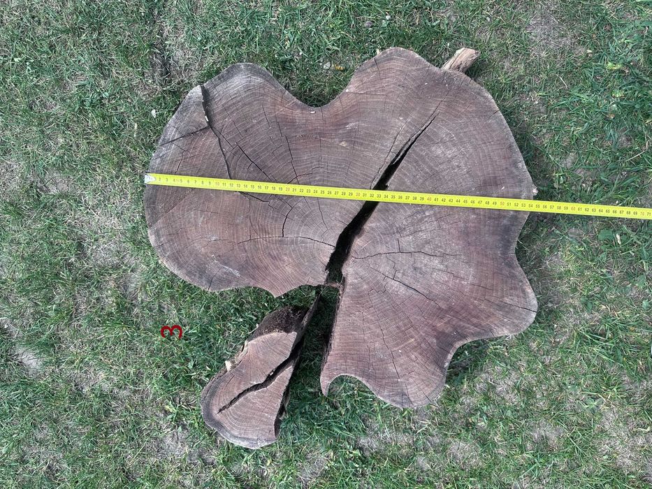 Plastry Akacjowe płaty akacji różne 50-70cm suche