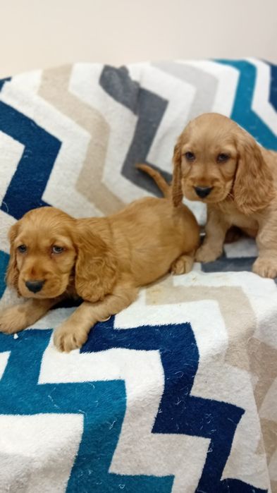 Cocker  spaniel  szczenię