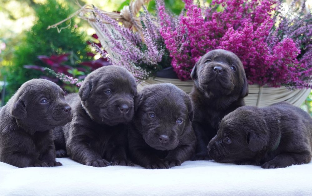 Labrador retriever-czekoladowa suczka ZKwP/ FCI