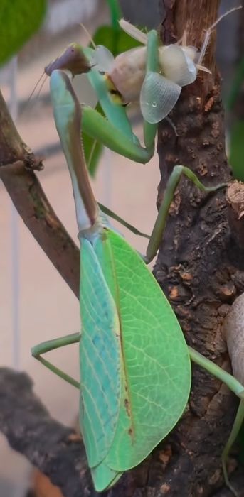 Przepiękna modliszka Pseudoxyops Perpulchra