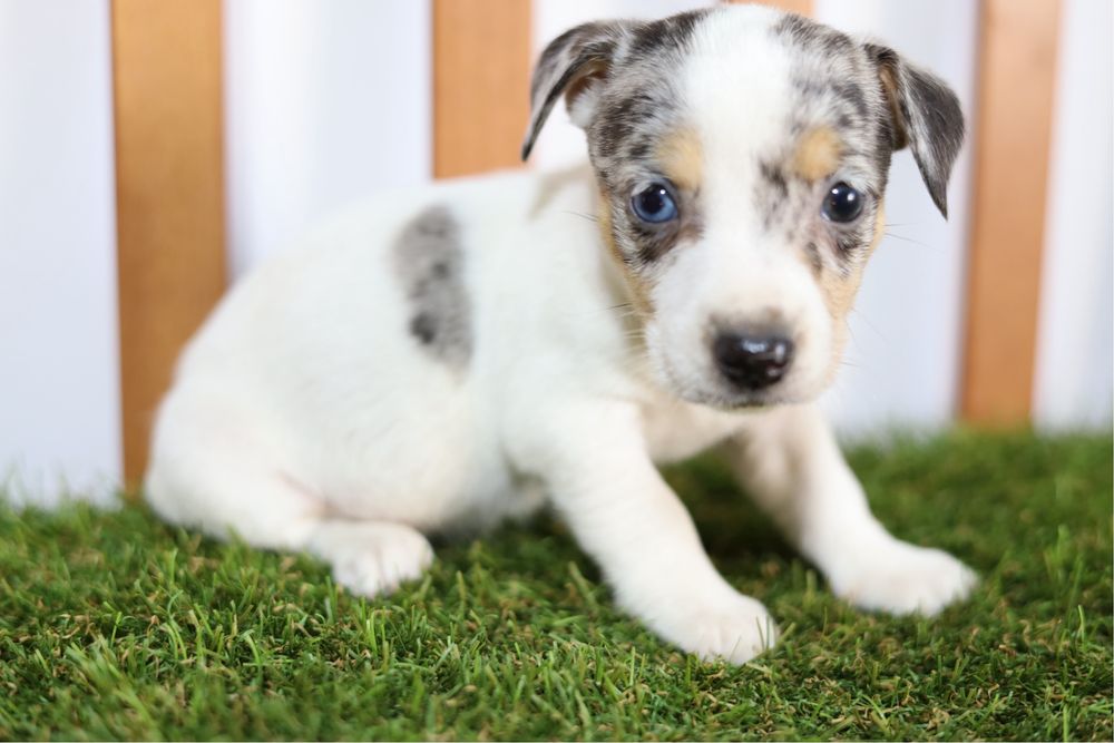 Jack russell exotic