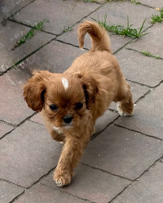 Cavalier King Charles Spaniel