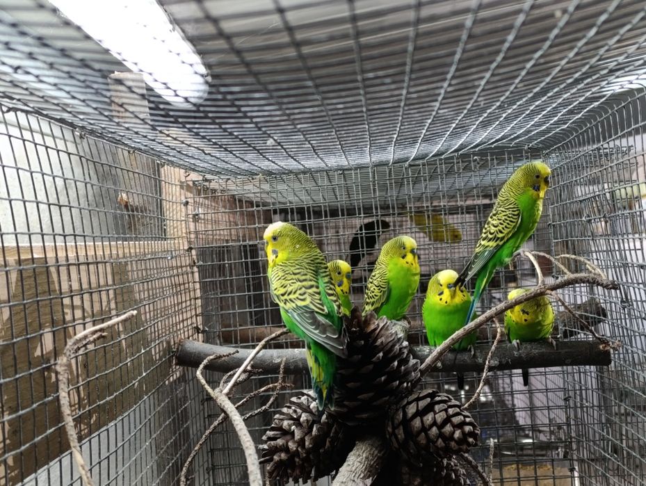 Periquitos Australianos Verdes Machos