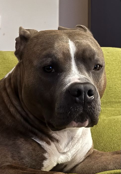 Вязка Злучка Амстаф стафф американський стафорширдський