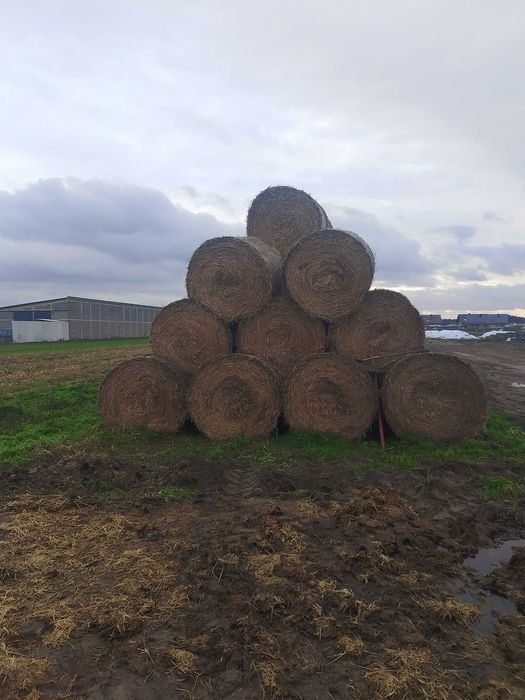 Sprzedam słomę żytnia/pszenżytnia