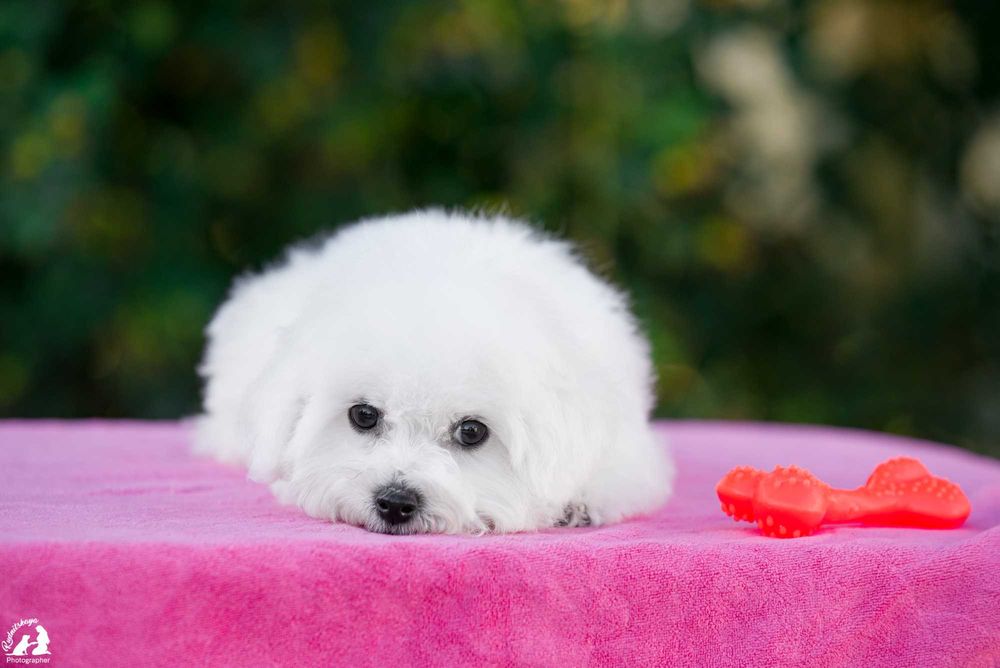 девочка бишона белое облачко