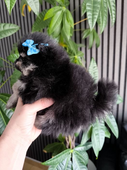 Spitz anão. Lulu da Pomerânia.Lop e Afixo .Mini . Black tan. Russo.