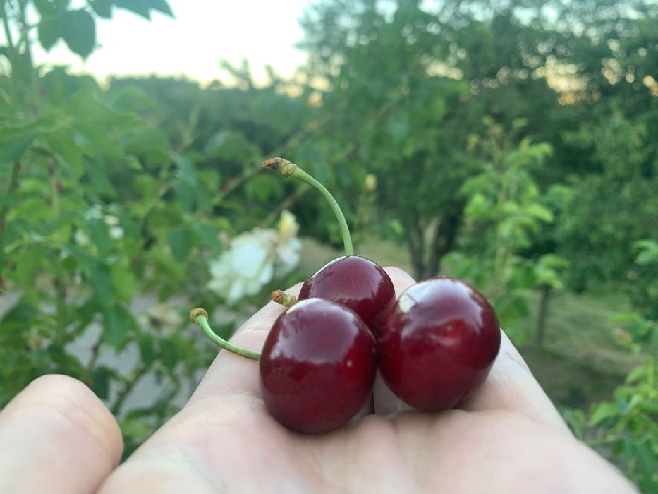 Cerejas Doces e Frescas da Quinta – Colheita Local