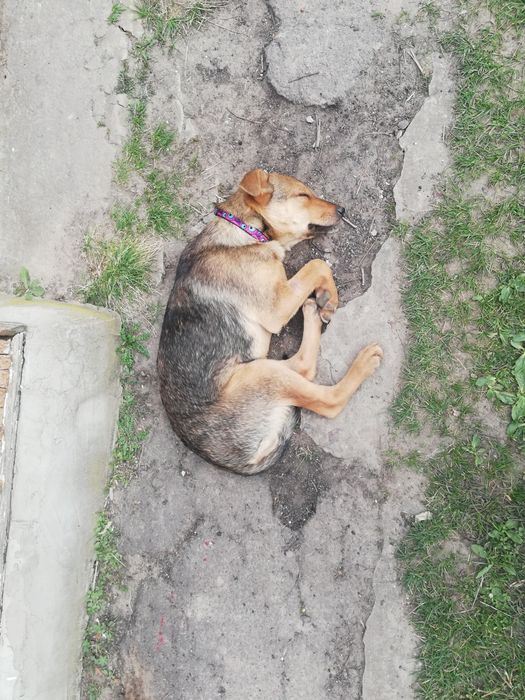 Віддам цуценя! В добрі руки!