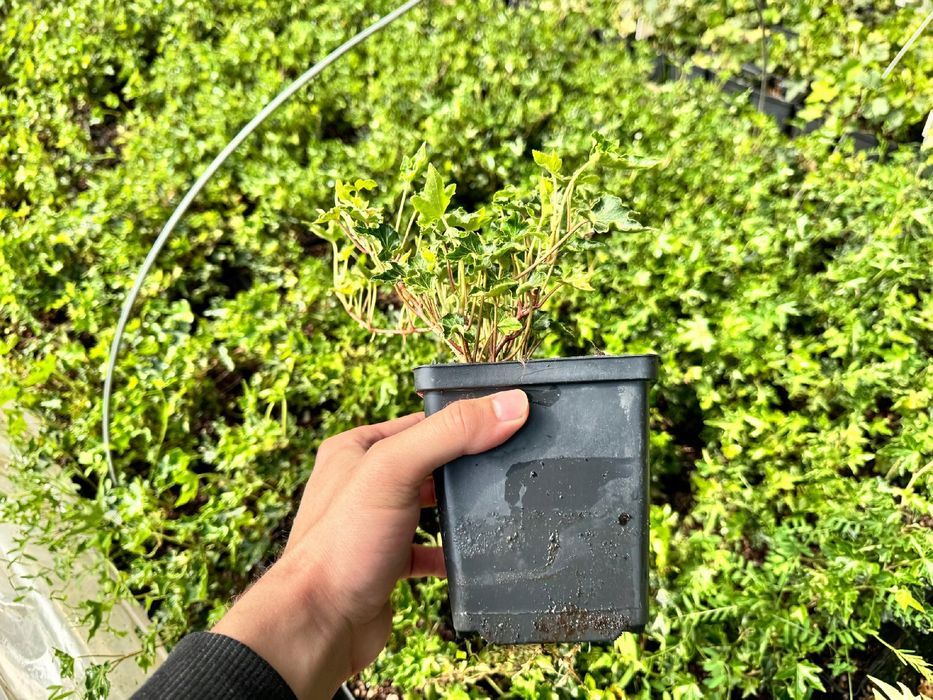 Bluszcz pospolity 'Ivalace' (Hedera helix) w doniczce P11