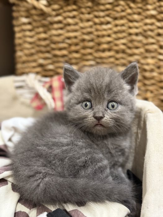 Кошенята шотландські ( Скотіш фолд)