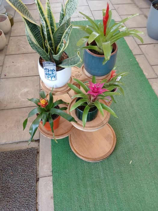 Vendo dois  expositor floristadeira