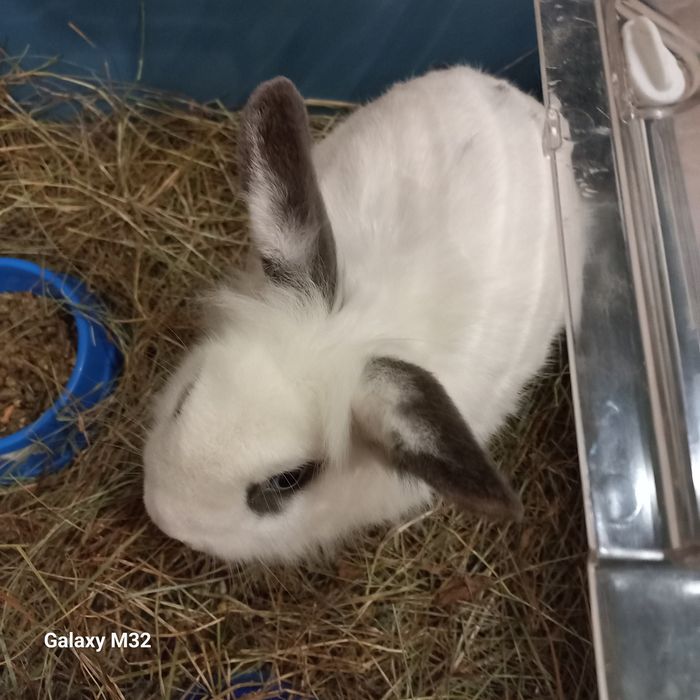 Отдам в хорошие, добрые руки