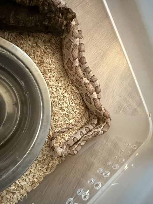 P.G Ultramel Anery- samiec